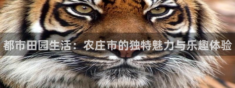 天辰娱乐39974神