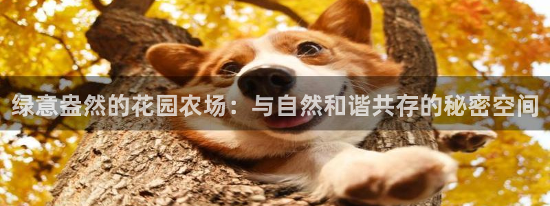 nba天辰娱乐
